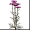 Космея 5