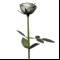 Букет белых роз 1